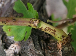Concentration of early canker lesions at the base of a young vine branch.  <b> <i> Phomopsis viticola </i> </b> (excoriose)