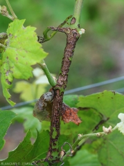 This extensive lesion at the base of this twig, caused by <i> <b> Elsinoë ampelina </b> </i>, should not be confused with excoriose damage.  