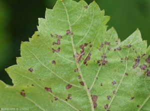 Appearance of reddish-brown spots of anthracnose observed on the underside of the leaf blade.  <i> <b> Elsinoë ampelina </b> </i>