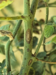 Detail of alternaria lesions on tomato stem and petioles.  Also note the concentric patterns.  <i><b>Alternaria tomatophila</b></i> (early blight)