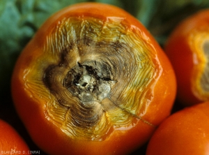 The stem area of ​​this fruit is extensively rotted.  The fabrics are collapsed and pleated concentrically.  <i><b>Alternaria tomatophila</b></i> (early blight)