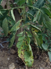 Alternaria-Tomate6