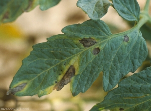 Detail of some necrotic alternaria spots on tomato leaflets.  Note the yellow halo and the concentric patterns.  <i><b>Alternaria tomatophila</b></i> (early blight)