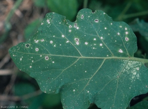 As we age, these small spots dry out completely and the leaf blade eventually falls off, revealing a hole.  <i><b>Stemphylium solani</b></i> (stemphyliosis, gray leaf spot)