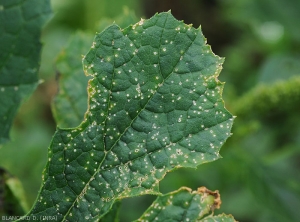 Detail on zucchini leaf of tiny lesions that have a white to cream color and a diamond shape.  Note that the limbus is more or less perforated at the level of the lesions.  <b><i>Monographella cucumerina</b></i> (plectosporiosis)