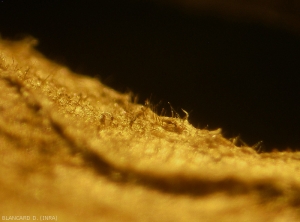 It is difficult to distinguish on the damaged tissues conidiophores and conidia at the filiform end at this magnification with a binocular magnifying glass.  <b><i>Alternaria tomatophila</i></b> <b>Alternaria leaf spot (early blight)</b>