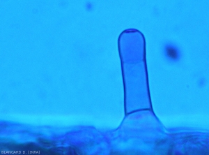 Detail of a short <b><i>Alternaria tomatophila</i></b> conidiophore emerging from damaged leaf tissue.  <b>Alternaria leaf spot (early blight)</b>