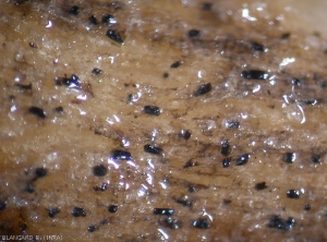 Binocular close-up view of microsclerotia formed on Solanaceae roots by <b><i>Colletotrichum coccodes</i></b>.