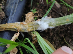 A moist lesion surrounds this cucumber stem.  Tissues are dark green to brown.  Mycelium more or less covers them.  <i>Pythium</i> sp.  (Oomycetes)