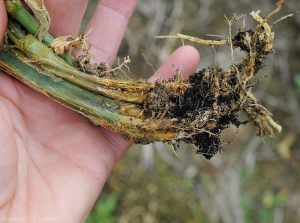 After carefully digging up the root system of this cucumber, we see a reduction in the latter and its browning.  The rot in place now reaches the lower part of the stem.  (Oomycetes)