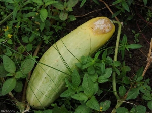 A large moist and brownish lesion has started near the peduncle of this cucumber fruit.  It is partially surmounted by the mycelium of a <i>Pythium</i> sp.  (Oomycetes)