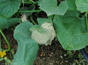 Detail of a cucumber leaf undergoing rather irreversible wilting.  (Oomycetes)