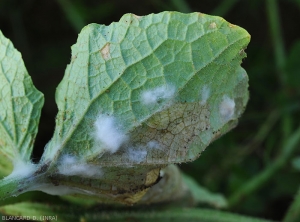 On the underside of this cucumber leaf, a white, cottony mycelium has developed on and near the injured tissue.  <i>Pythium</i> sp.  (Oomycetes)