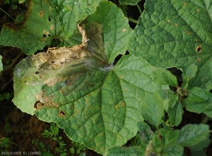 A large lesion, livid at the periphery and necrotic at its center covers a sector of this cucumber leaf attacked by a <i>Pythium</i> sp.  (Oomycetes)