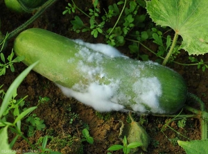 Cucumber fruit more or less covered by the mycelium of a <i>Pythium</i> sp., the external tissues begin to be degraded in some places, gradually turning brown.  (Oomycetes)