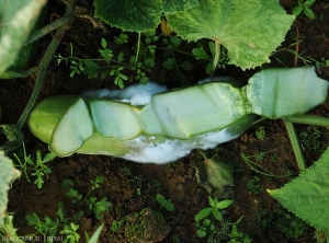 A cut in the fruit shows that the rot has not yet penetrated the cucumber.  <i>Pythium</i> sp.  (Oomycetes)