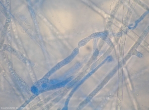 Appearance of the non-septate mycelium of an oomycete.