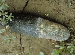 This zucchini is rotten at its stylized end;  we note the presence of a white mat on the periphery and a whitish mucus made up of bacteria mixed with very many sporangia of the fungus.  <b><i>Phytophthora capsici</i></b> (<i>Phytophthora</i> blight)