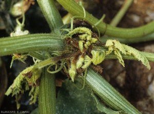 Brown to blackish rots attack the young leaves and inflorescences of this zucchini apex.  <i><b>Phytophthora capsici</b></i> (<i>Phytophthora</i> blight)