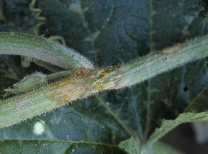 This stem is surrounded by a brownish and necrotic lesion.  Orange exudates have formed in places on the injured tissues.  <i><b>Phytophthora capsici</b></i> (<i>Phytophthora</i> blight)