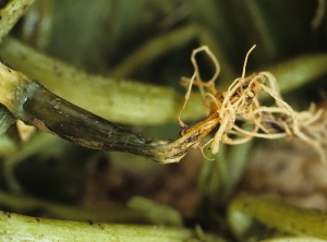 The collar of this squash seedling is fully girdled.  The more or less rotten tissues are dark green in some places, brown and decomposed in others.  <b><i>Phytophthora capsici</i></b> (crown and root rot) (Oomycetes)