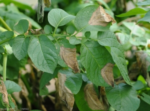 Several large necrotic spots of late blight affect some potato leaflets.  <b><i>Phytophthora infestans</i></b> (downy mildew)