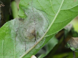 This young spot of mildew observed on the underside of the leaf shows tissues of a livid tint and discreetly covered with a rather sparse white down.  <b><i>Phytophthora infestans</i></b> (downy mildew)
