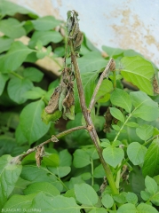 The stem and young leaves of this potato tip have completely browned and become necrotic.  <b><i>Phytophthora infestans</i></b> (downy mildew)