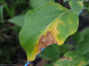 V-shaped yellowing of the blade of an eggplant leaf which ends up becoming necrotic and drying out.  <b><i>Verticillium dalhiae</i></b> (verticillium wilt, <i>Verticillium</i> wilt)