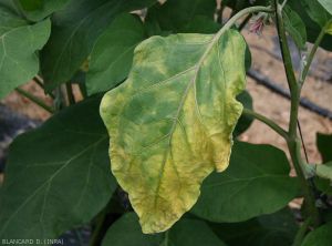 Rather one-sided yellowing and wilting of a lower eggplant leaf.  <b><i>Verticillium dalhiae</i></b> (verticillium wilt, <i>Verticillium</i> wilt)