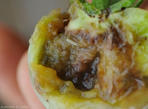 arvae of <i>N.  cyanescens</i> inside a tomato fruit