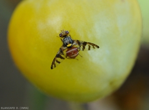 Female of <i>N.  cyanescens</i> on tomato