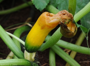 On this zucchini plant, a fruit is almost entirely rotten by <i><b>Choanephora cucurbitarum</b></i>.  Part of the soft tissue has collapsed.  (Choanephora rot, cucurbit flower blight)