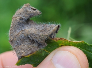 Detail of a portion of necrotic courgette leaf colonized by <i><b>Choanephora cucurbitarum</b></i>.  (Choanephora rot, cucurbit flower blight)