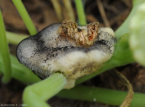 Young patisson fruit fully rotted by <i><b>Choanephora cucurbitarum</b></i>.  Weathered tissues gradually decompose and are covered by a black "pinhead" mold.  (Choanephora rot, cucurbit flower blight)