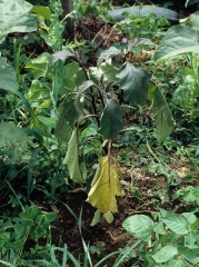 Marked wilting of this eggplant plant;  the lower leaves are more or less chlorotic.  (<i>Sclerotium rolfsii</i>)