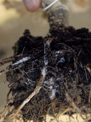 White mycelial palmettes grow superficially on these rotten eggplant roots.  (<i>Sclerotium rolfsii</i>)