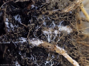 Detail of root lesions on eggplant.  Note that the root cortex is moist, gradually browning, and covered by dense white mycelium.  (<i>Sclerotium rolfsii</i>)