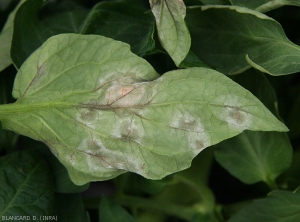 When the tomato leaflet is turned over, white sporulation is seen covering the weathered tissues around the periphery of the blight spots.  <i>Phytophthora infestans</i> (Mildew)