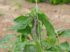 Downy mildew attack on tomato apex.  The tender tissues have blackened and the apex is surrounded by an extensive lesion, at first moist, becoming progressively necrotic.  The veins of the proximal leaflets begin to be affected.  <b><i>Phytophthora infestans</i></b> (downy mildew)