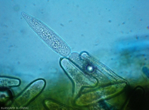 Detail of a characteristic conidium of <b><i>Leveillula taurica</i></b> (internal powdery mildew)