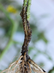 Extensive, dark-coloured moist lesion encircling the lower part of a tomato plant.  <i><b>Phytophthora nicotianae</b></i>.  (Oomycetes)