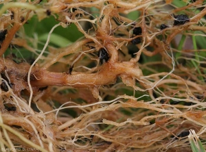 Detail of tomato roots more or less altered by <i><b>Phytophthora nicotianae</b></i>.  The tissues of the cortex have taken on a reddish-brown hue, and are gradually breaking down.  (Oomycetes)