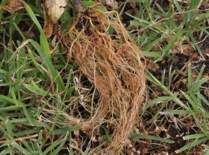 All the roots of this tomato plant took on a reddish-brown color linked to the parasitism of <i><b>Phytophthora nicotianae</b></i>.  (Oomycetes)