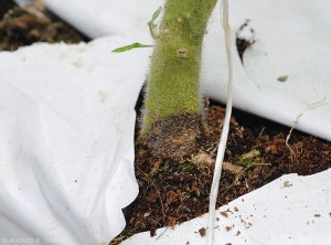 Young canker appearing at the collar of a tomato plant grown aboveground.  Dark brown in color, its outline is rather diffuse.  <i><b>Phytophthora nicotianae</b></i>.  (Oomycetes)