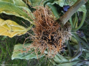 The root system of this eggplant plant has turned brown and is completely rotten.  A dark moist lesion surrounds her collar.  <i><b>Phytophthora nicotianae</b></i>.  (Oomycetes)