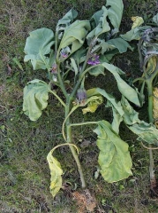 Possessing an altered root system, this eggplant plant shows low chlorotic and withering leaves.  <i><b>Phytophthora nicotianae</b></i>.  (Oomycetes)