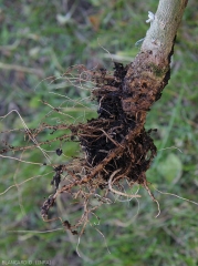 The entirely rotten root system of this eggplant plant shows few and partly decomposed roots.  <i><b>Phytophthora nicotianae</b></i>.