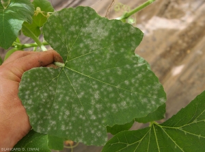 On this cucumber leaf the numerous white spots are now sporulating and characteristic.  <i><b>Podosphaera xanthii</b></i> or <i><b>Golovinomyces cichoracearum</b></i>.  (oidium)
