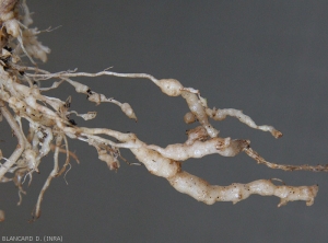 When the level of soil population is high, you can see the formation of veritable strings of swellings and galls spreading along the roots.  <b><i>Meloidogyne</i> spp.</b> (root-knot nematodes)